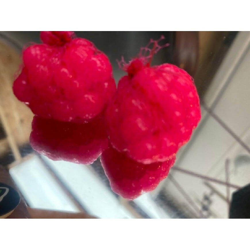 Pink Lady Steelhead Soft Egg Sacks - 2 Pack by God Scent Fishing - Fishing,Hand Made,Tackle