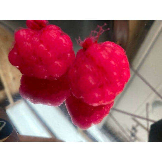 Pink Lady Steelhead Soft Egg Sacks - 2 Pack by God Scent Fishing - Fishing,Hand Made,Tackle