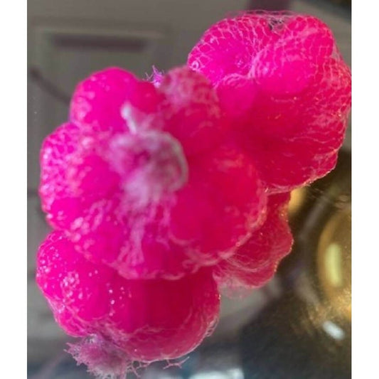 Milk Maid Soft Egg Sacks for Steelhead - 2 Pack by God Scent Fishing - Fishing,Hand Made,Steelhead Soft Egg Sacks,Tackle