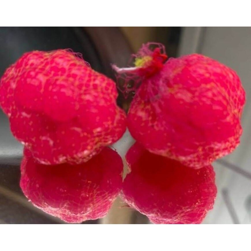 Steelhead Kryptonite Soft Egg Sacks - 2 Pack by God Scent Fishing - Fishing,Hand Made,Soft Egg Sacks for Steelhead,Tackle