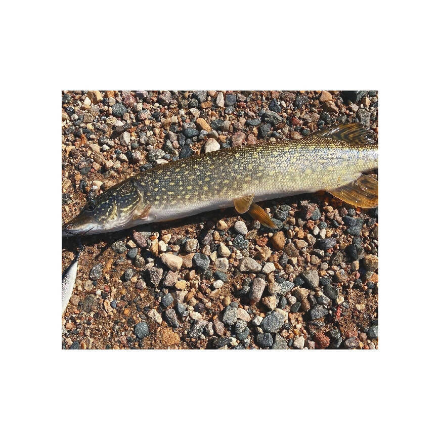 Minnow • Fathead • Nickel Blade • #4 by Fosco Fishing Lures - bestsellers-resort,Fishing,Hand Made,Tackle