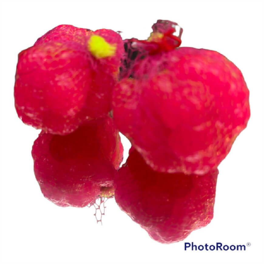 Steelhead Kryptonite Soft Egg Sacks - 2 Pack by God Scent Fishing - Fishing,Hand Made,Soft Egg Sacks for Steelhead,Tackle