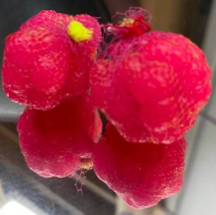 Steelhead Kryptonite Soft Egg Sacks - 2 Pack by God Scent Fishing - Fishing,Hand Made,Soft Egg Sacks for Steelhead,Tackle